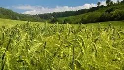 A termőképességen és a minőségen túl nagyon fontos a fajták alkalmazkodóképessége.