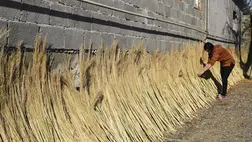 Az utóbbi évtizedben jelentősen csökkent a cirokkal bevetett termőterület nagysága a dobronyi-csongori termelői kistérségben. 