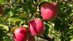 A világ legdrágább almájának darabjáért több ezer forintot is elkérnek