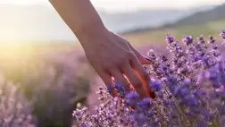 Álmot hozó gyógynövények