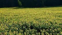 Ukrajnában a napraforgóolaj ára egyenrangú az olívaolajjal