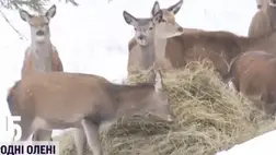 Csaknem száz őzikével gyarapodott a kárpátaljai ökopark 