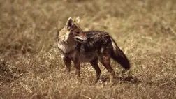 Ezért hódítják meg Magyarországot az aranysakálok