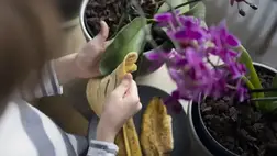 Banánhéj: érdemes felhasználni!