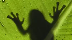 Alig nagyobb egy gumimacinál az újonnan felfedezett békafaj