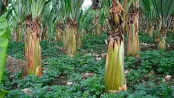 Ismeri az etióp hamis banánt? Ez lehet az új szuperélelmiszer