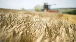 Élelmiszerválság: vészesen apadnak a világ gabonatartalékai