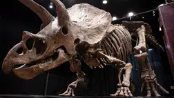 A Halálsárkány, a rettegett őshüllő 86 millió éve élt