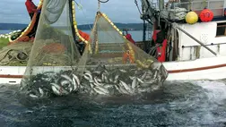 A rovarok menthetik meg az óceánokat