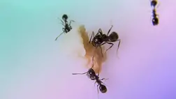 20 természetes mód, hogy megszabadulj a hangyáktól