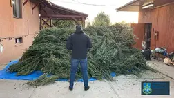 A beregszászi járásban egy férfi kendert termesztett fóliaházában.