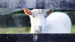 A fehér csodaital: immunerősítő és rákmegelőző