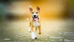 Jobban alszik a kutya, ha jó fej a gazdi