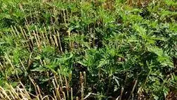 Ebben a cikkünkben ezeket a gyomirtási módokat szeretnénk bemutatni és választ találni a következő két kérdésre: mikor és mivel kell fellépnünk a gyomok ellen?