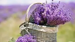Levendula: készítsünk belőle desszertet