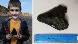 Hárommillió éves megalodonfogat talált egy brit kisfiú