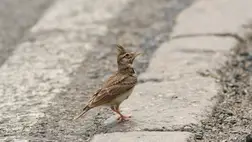 Szobafogságra kényszerítik egy német város macskáit