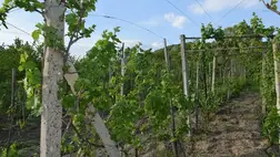Gyorsan pótolja lemaradását a szőlő