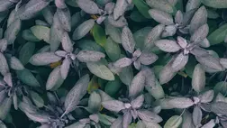 Egy gyógynövény, ami maga az egészség – Hihetetlen sok gyógyhatása van!