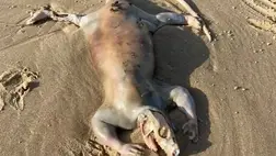 Űrlényre emlékeztető horrorisztikus tetemet mosott partra az óceán