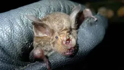 40 év után újra látták a kihaltnak vélt denevért