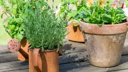 Szeretne mindig friss fűszereket a konyhájában, és ezért ültetne szívesen az ablakpárkányra, az erkélyre vagy a saját kertjébe konyhakerti fűszernövényeket? Kakukkfű, bazsalikom, menta vagy rozmaring – gyakorlatilag mindent ültethet saját fűszerkertjébe. 