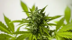 Harmincegy kiló kannabisz az Ukrajnának szánt humanitárius segélycsomagban