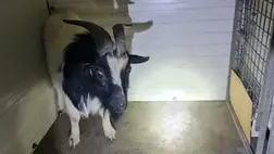 Pingvin után kecskét fogtak el a rendőrök Budapesten