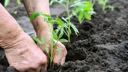 A közhiedelem szerint a paradicsompalánta ültetéséhez nem kell nagy tudomány, hisz, ha ledobunk a nedves földre egy derékba tört palántát, még az is megfogan. Sajnos a gyakorlatban nagyon el lehet rontani ezt a műveletet is.