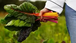 Zöldségek, amelyek igazi vitaminbombák