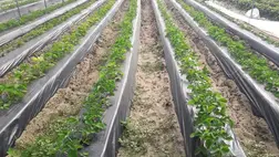 Az utóbbi napokban több visszajelzést kaptam a nagyszőlősi, valamint a beregszászi járási gazdáktól azzal kapcsolatban, hogy egy nagyon veszélyes kártevő és betegség megjelenését észlelték a szamócaültetvényben. 