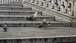 Vízipisztolyokat vetnek be egyes velencei szállodák a galambok és a sirályok ellen