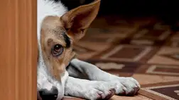 DNS-vizsgálattal nyomoznák ki a kutyaürülék gazdáját