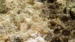 Veszélyes a penész a lakásban