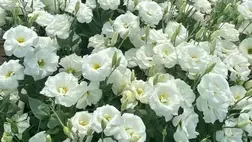 Szellőrózsa (eustoma) termesztése