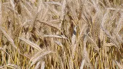 Aszályos évek nyertes növényei a Kárpát-medencében