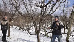 Bizakodók az őszibaracktermesztők