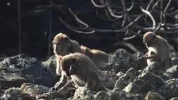 Ezek a majmok pont olyan eszközzel törnek diót, mint a korai emberek