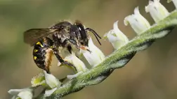 Új orchideafajt találtak Japánban