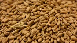 Aszályos évek nyertes növényei a Kárpát-medencében