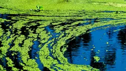 Hihetetlen dologgal kezelnék a krónikus bélgyulladást