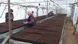 Szorgos asszonyok dolgoznak a palántanevelő fóliasátrakban