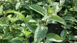 Borsmenta – a gyógynövények királynője 