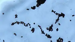 Ijesztő lény bukkant fel a csernobili reaktorban, sugárzással táplálkozik 