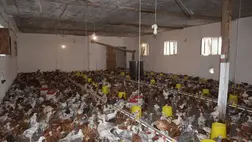 Megkezdődött a csibeszezon - A kettős hasznosítású baromfi a nyerő