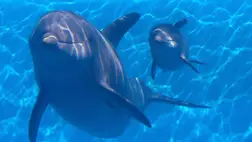 Több tucatnyi partra vetődött delfin pusztult el Új-Zéland keleti partjainál