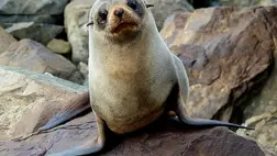 Először találtak madárinfluenzás emlősöket az Antarktiszon