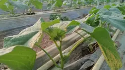 Ugocsában az uborka továbbra is a fóliázók kedvenc növénye