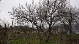 Berobbant a tavasz - Búcsú a baracklekvártól