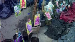 A beregszászi piac Rozsoskert utcai bejáratánál a Csernovci megyéből érkezett csemeteárusoknál igencsak gazdag a kínálat. Itt legalább hét-nyolc fajta őszibarack, szilva, körte, alma, 4-5 féle kajszi, cseresznye és meggy kapható. 